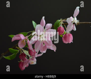 Close up of crab Apple Blossoms, des bourgeons, des feuilles et des branches sur fond noir au niveau des yeux avec une faible profondeur de champ. Banque D'Images