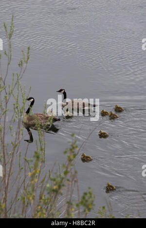 Famille de deux oies canadiennes et leurs huit gosling nageant dans une eau calme. Photographié avec une faible profondeur de champ. Banque D'Images