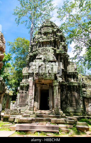 Ta Prohm, Angkor, Cambodge Banque D'Images