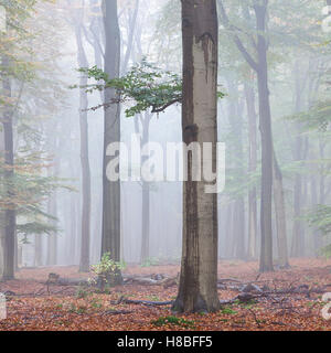 Dutch forêt de hêtres en matin tôt le matin dans la brume sur l'automne Banque D'Images