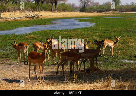 Impala, l'un des plus beaux de l'Afrique de l'antilope, la plupart peu dainty errent près de l'eau avec d'autres animaux sauvages Banque D'Images