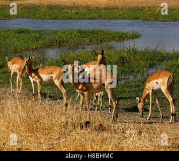 Impala, l'un des plus beaux de l'Afrique de l'antilope, la plupart peu dainty errent près de l'eau avec d'autres animaux sauvages Banque D'Images