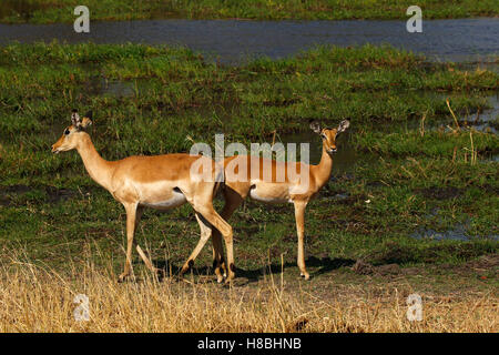 Impala, l'un des plus beaux de l'Afrique de l'antilope, la plupart peu dainty errent près de l'eau avec d'autres animaux sauvages Banque D'Images