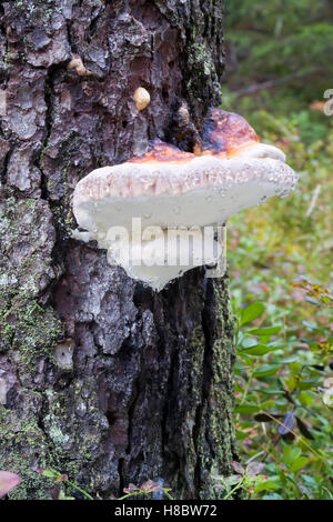 Fomitopsis pinicola, Red Banded Polypore, Finlande Banque D'Images