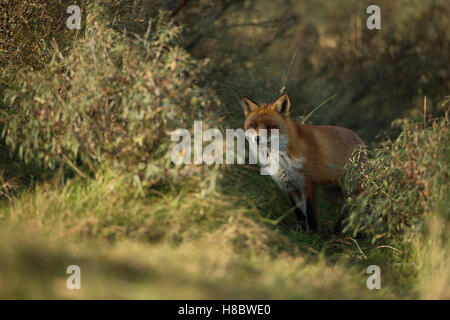 Red Fox (Vulpes vulpes) Comité permanent entre les buissons à l'orée d'une forêt, regardant attentivement, se cachant dans l'ombre, sur une journée ensoleillée. Banque D'Images