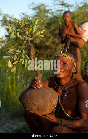 Portrait de San bushman, homme tenant un tubercule bi creusé depuis le sol - tubercule est une source d'eau Banque D'Images