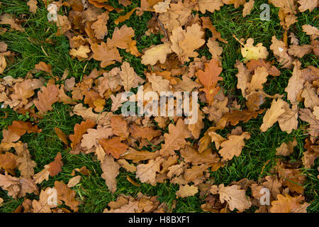 Golden brown feuilles tombées d'un chêne pédonculé Quercus robur, arbre couché dans l'herbe à l'automne, octobre Banque D'Images