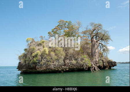 Petite île de corail avec Baobab (Adansonia digitata) au large des côtes de Madagascar, Anjajavy Banque D'Images