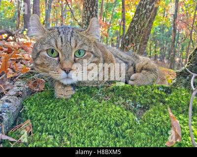 Une belle Highland Lynx chat couché sur un lit de mousse, entouré par les couleurs de l'automne les feuilles. Banque D'Images