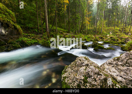 Une montagne rapide ruisseau qui au fond d'une forêt dense à proximité de Golling an der Salzach en Autriche, Europe Banque D'Images