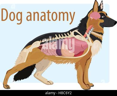 Anatomie du chien domestique illustration Illustration de Vecteur