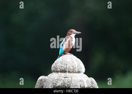 Pied Kingfisher sur un trône de pierre Banque D'Images