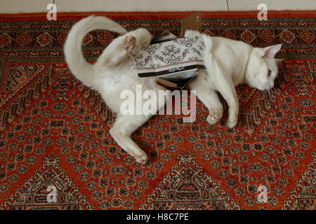 Chat Blanc en tissu petit fort étendu sur tapis rouge Banque D'Images