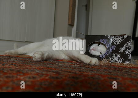 Chat Blanc en tissu petit fort étendu sur tapis rouge Banque D'Images