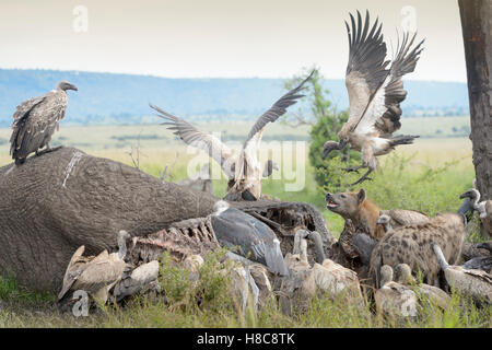 Les vautours à dos blanc (Gyps africanus) et Marabou stork (crumeniferus Flamant rose (Phoenicopterus ruber) se nourrissent de la carcasse d'un éléphant, au Kenya Banque D'Images