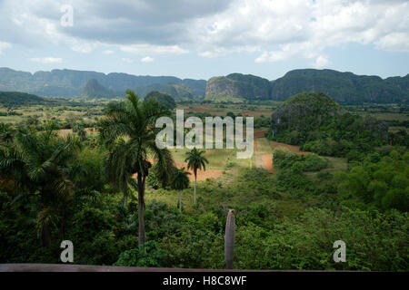 Une maison de séchage de tabac de chaume dans la Valle de Vinales à Cuba avec des mogotes couvertes de jungle en arrière-plan Banque D'Images