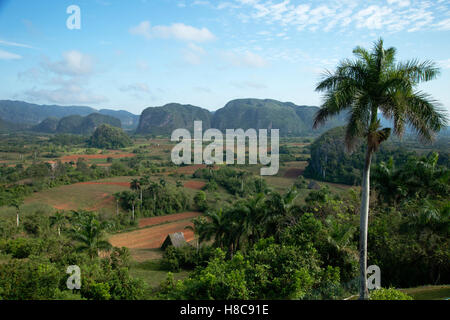 Une maison de séchage de tabac de chaume dans la Valle de Vinales à Cuba avec des mogotes couvertes de jungle en arrière-plan Banque D'Images