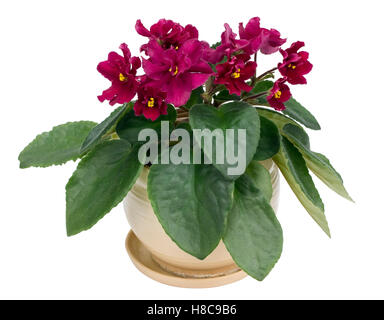 De rares fleurs violettes violet intérieur-- en pot en céramique. Isolé Banque D'Images