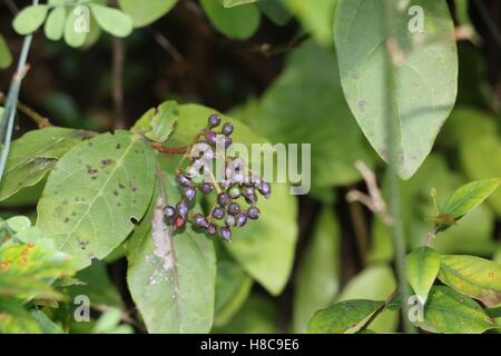 Mauve sauvage plante disponible en haute résolution et plusieurs tailles pour s'adapter aux besoins de votre projet Banque D'Images