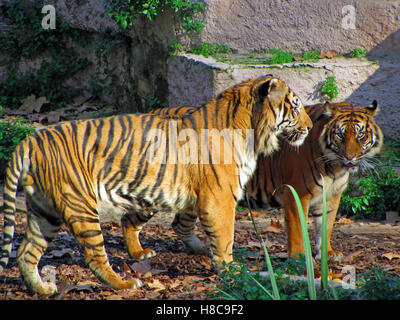 Deux tigres, le Zoo de Barcelone, Espagne Banque D'Images