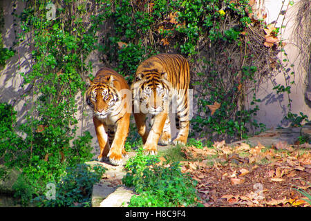 Les tigres du Zoo de Barcelone à pied Banque D'Images