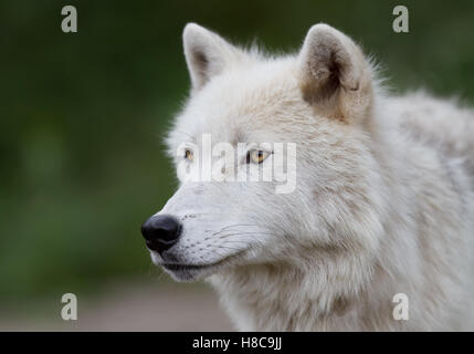 Loup arctique debout dans la neige de l'hiver au Canada Banque D'Images