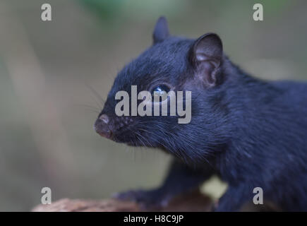 Melanistic chipmunk noir sur un journal au Canada Banque D'Images