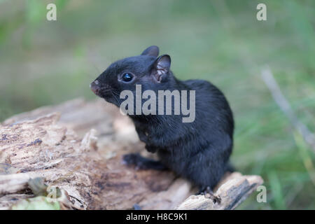 Melanistic chipmunk noir sur un journal au Canada Banque D'Images