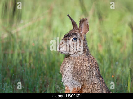 Lapin debout dans une prairie de printemps au Canada Banque D'Images