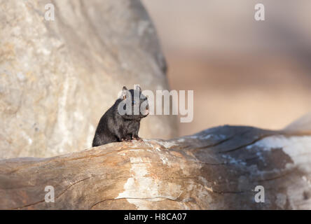 Melanistic chipmunk noir sur un journal au Canada Banque D'Images