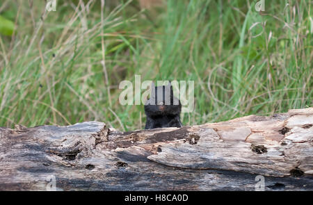 Melanistic chipmunk noir sur un journal au Canada Banque D'Images