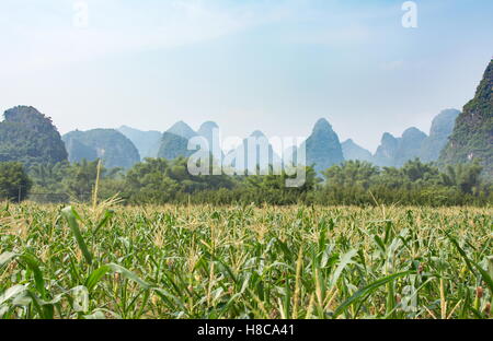 Champ de maïs en zone karstique de la province de Guangxi de la Chine Banque D'Images