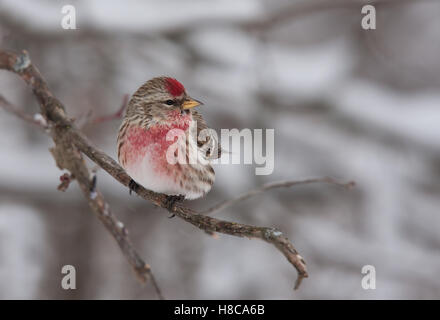 Sizerin flammé (Acanthis flammea) perché sur une branche en hiver Banque D'Images