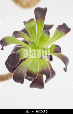 Aeonium Zwartkop noir plante succulente se colorer de vert en hiver à cause du manque de lumière du soleil Banque D'Images