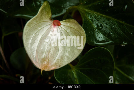Close up d'anthurium blanc motifs floraux et de textures avec centre rose vif Banque D'Images