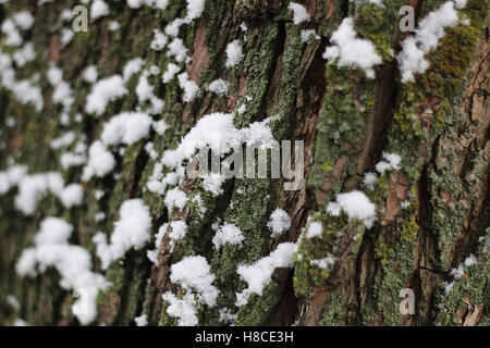 L'écorce des arbres de l'hiver Banque D'Images