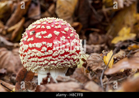 Dans la forêt en automne est-il un agaric fly Banque D'Images