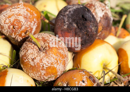 L'embarras des pommes, close-up Banque D'Images