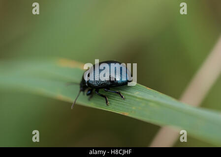 Un large-shouldered leaf beetle (Chrysolina) oricalcia sur une feuille Banque D'Images