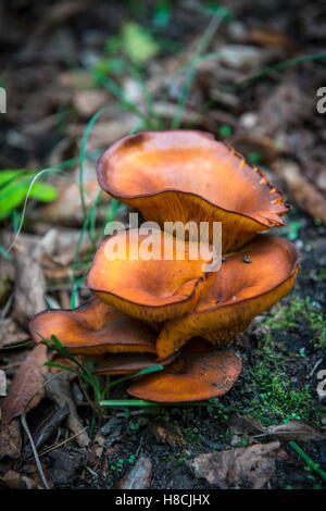 Un cluster de Jack O'Lantern Champignons Banque D'Images