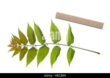 Götterbaum, Chinesischer Götterbaum, Ailanthus altissima, Ailanthus glandulosa, arbre du paradis, ailanthus, chouchun, l'Ailante g Banque D'Images