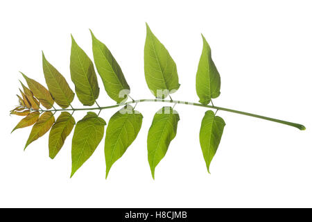 Götterbaum, Chinesischer Götterbaum, Ailanthus altissima, Ailanthus glandulosa, arbre du paradis, ailanthus, chouchun, l'Ailante g Banque D'Images