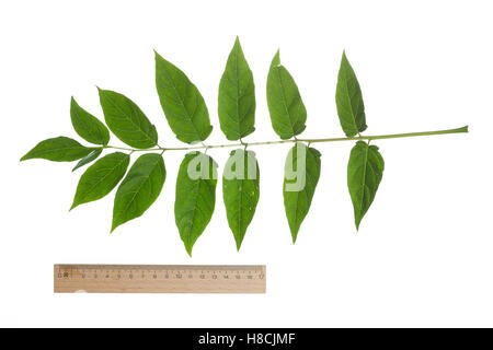 Götterbaum, Chinesischer Götterbaum, Ailanthus altissima, Ailanthus glandulosa, arbre du paradis, ailanthus, chouchun, l'Ailante g Banque D'Images