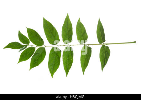 Götterbaum, Chinesischer Götterbaum, Ailanthus altissima, Ailanthus glandulosa, arbre du paradis, ailanthus, chouchun, l'Ailante g Banque D'Images