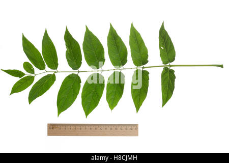Götterbaum, Chinesischer Götterbaum, Ailanthus altissima, Ailanthus glandulosa, arbre du paradis, ailanthus, chouchun, l'Ailante g Banque D'Images