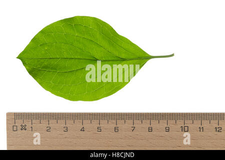 Blutroter, Hartriegel Cornus sanguinea, cornouiller, Dogberry commun, Cornouiller sanguin. Blatt, Blätter, feuille, feuilles Banque D'Images