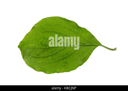 Blutroter, Hartriegel Cornus sanguinea, cornouiller, Dogberry commun, Cornouiller sanguin. Blatt, Blätter, feuille, feuilles Banque D'Images
