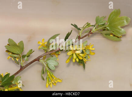 Quelques fleurs de la groseille (Ribes aureum doré). Banque D'Images