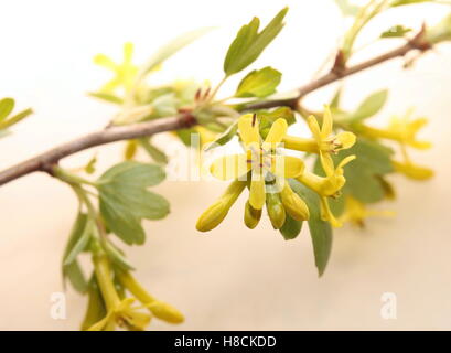 Quelques fleurs de la groseille (Ribes aureum doré). Banque D'Images