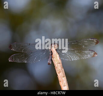 Couleurs d'une forêt derrière montrer à travers ailes de libellule Banque D'Images